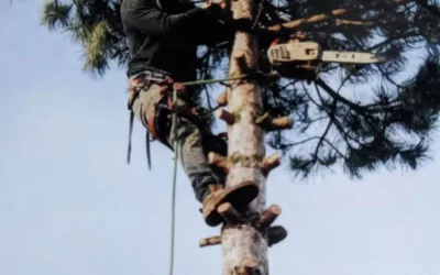 Les avantages de l’abattage d’arbres à Esch-sur-Alzette avec HL Paysage